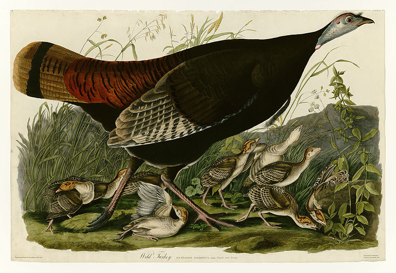 "Wild Turkey" by John James Audubon