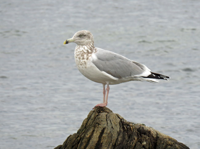 herring gull, third winter – In the Woods